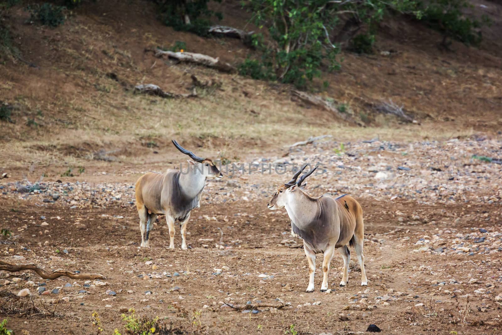 Common eland in Kruger National park, South Africa by PACOCOMO