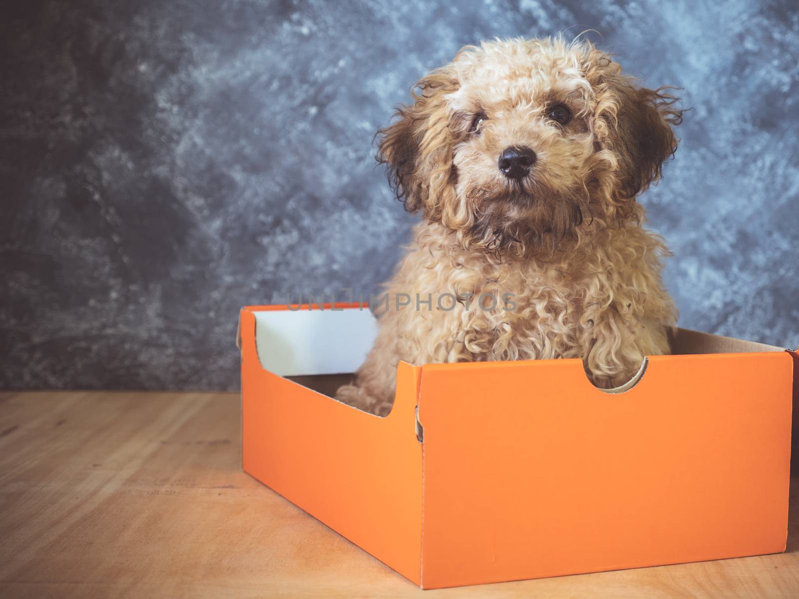 Small  poodle puppy is in a gift box on  grunge background.