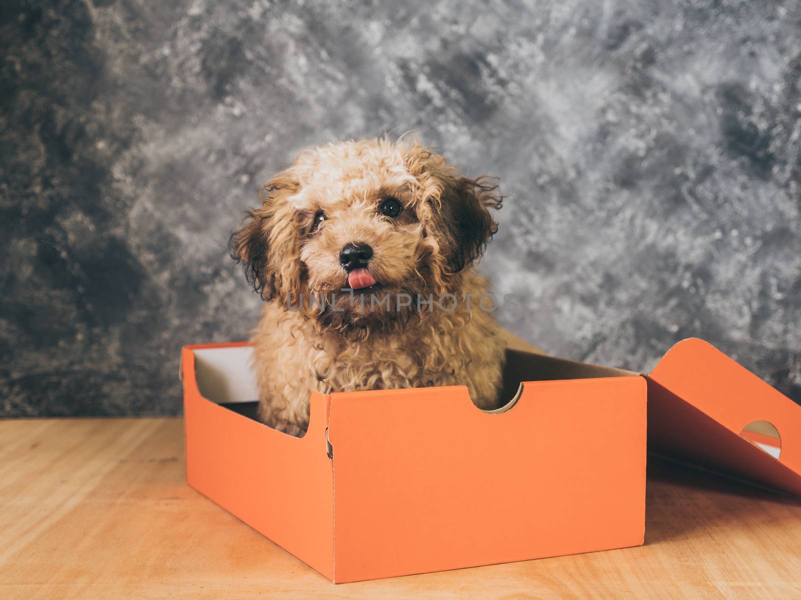 Small  poodle puppy is in a gift box on  grunge background.
