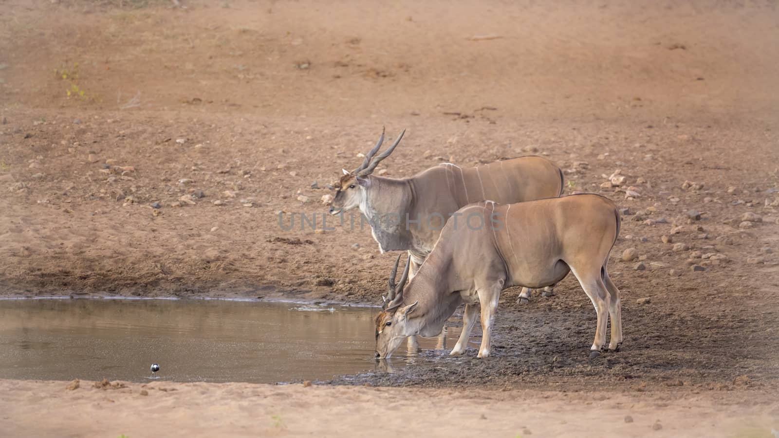 Two Common elands drinking in waterhole in Kruger National park, South Africa ; Specie Taurotragus oryx family of Bovidae