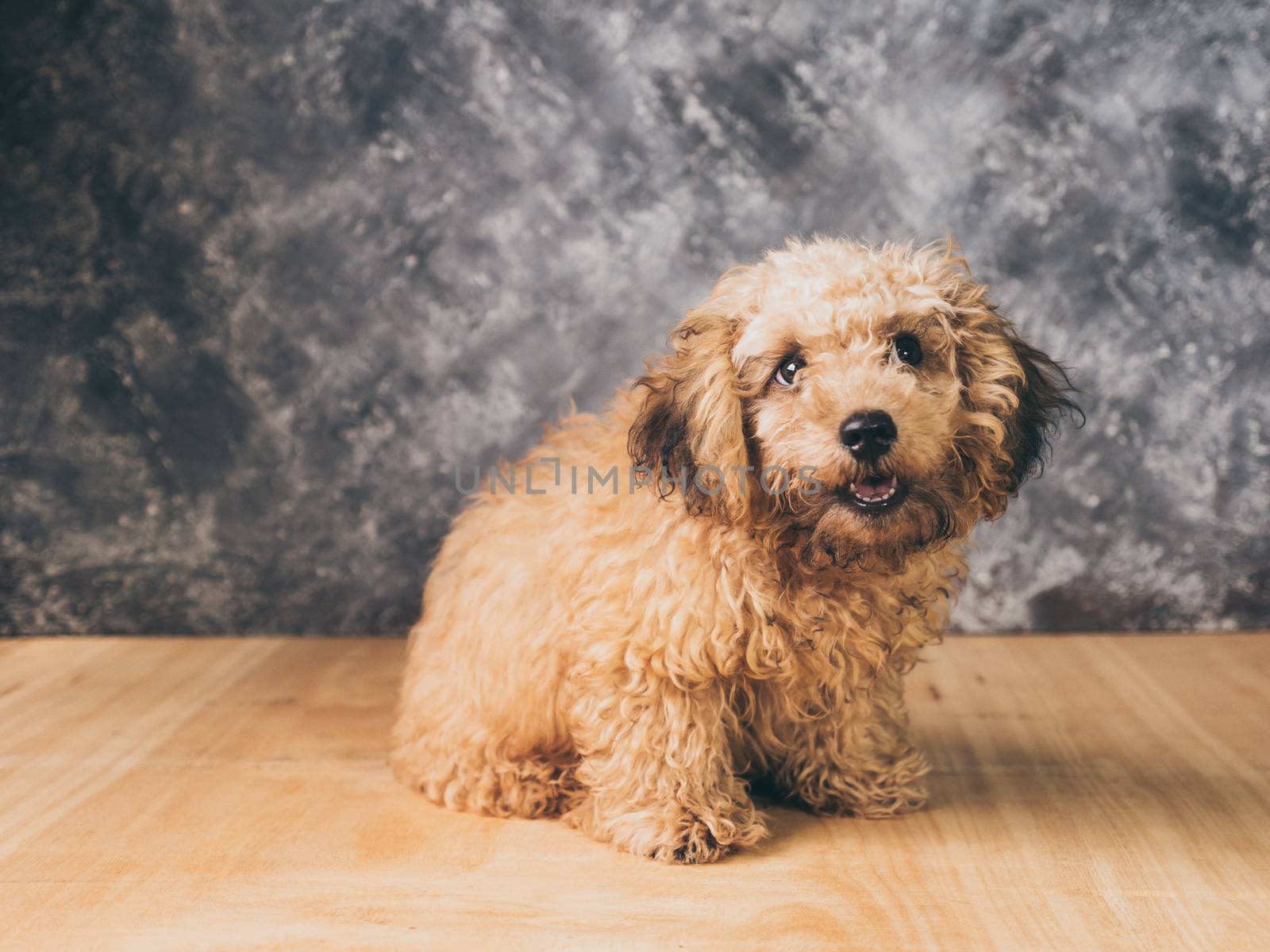 Small  poodle puppy on  grunge background.