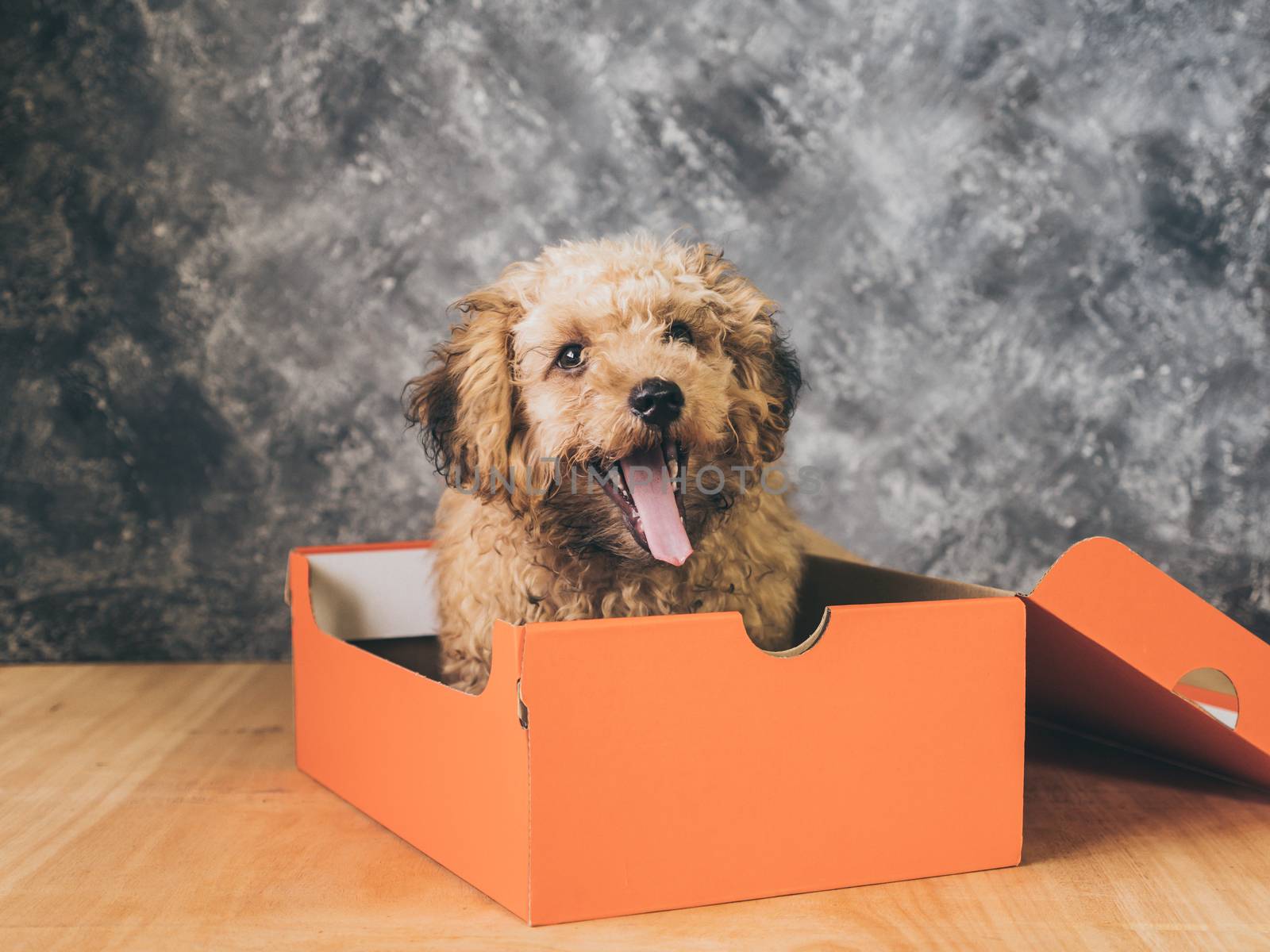 Small  poodle puppy is in a gift box on  grunge background.