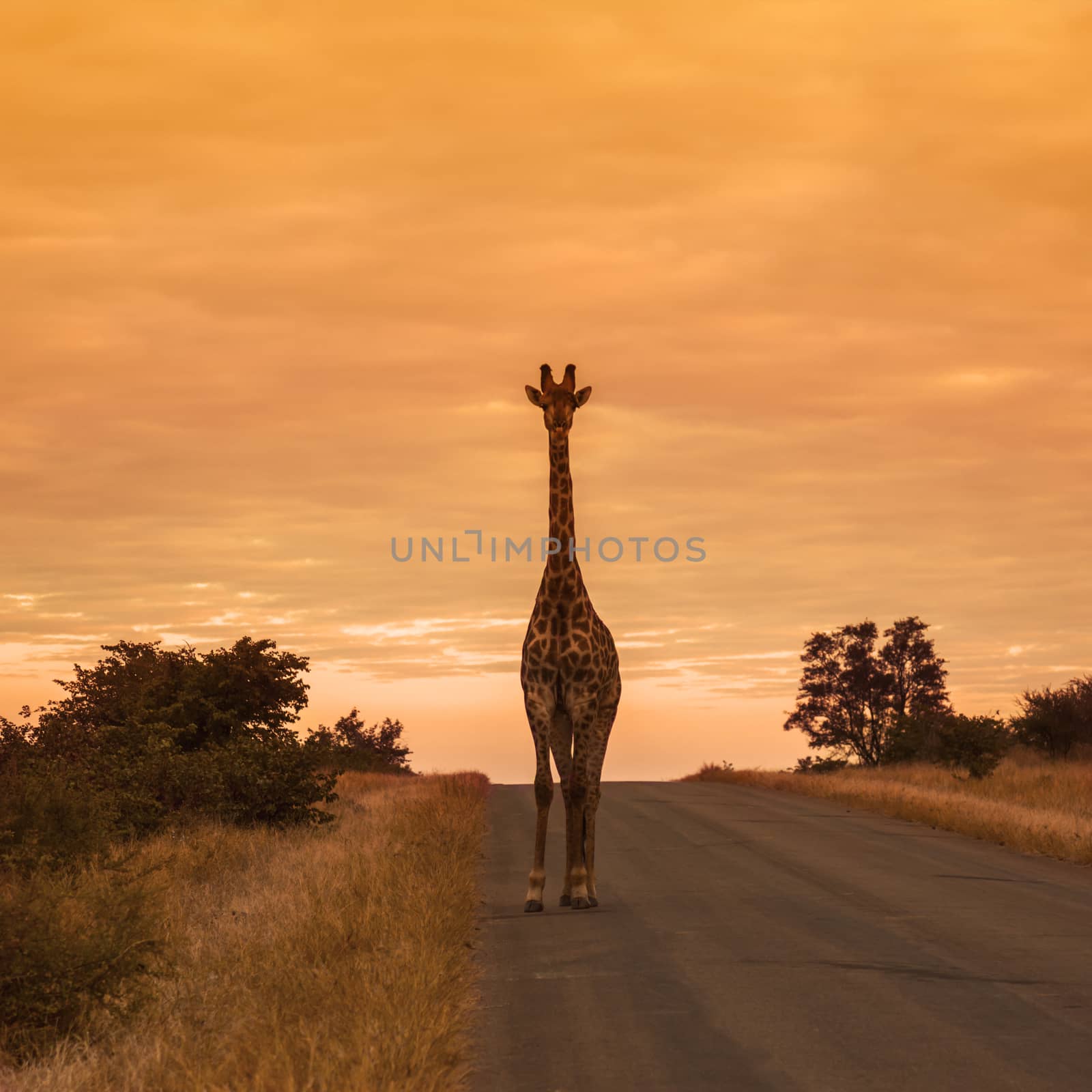 Giraffe standing front view on safari road at sunrise in Kruger National park, South Africa ; Specie Giraffa camelopardalis family of Giraffidae