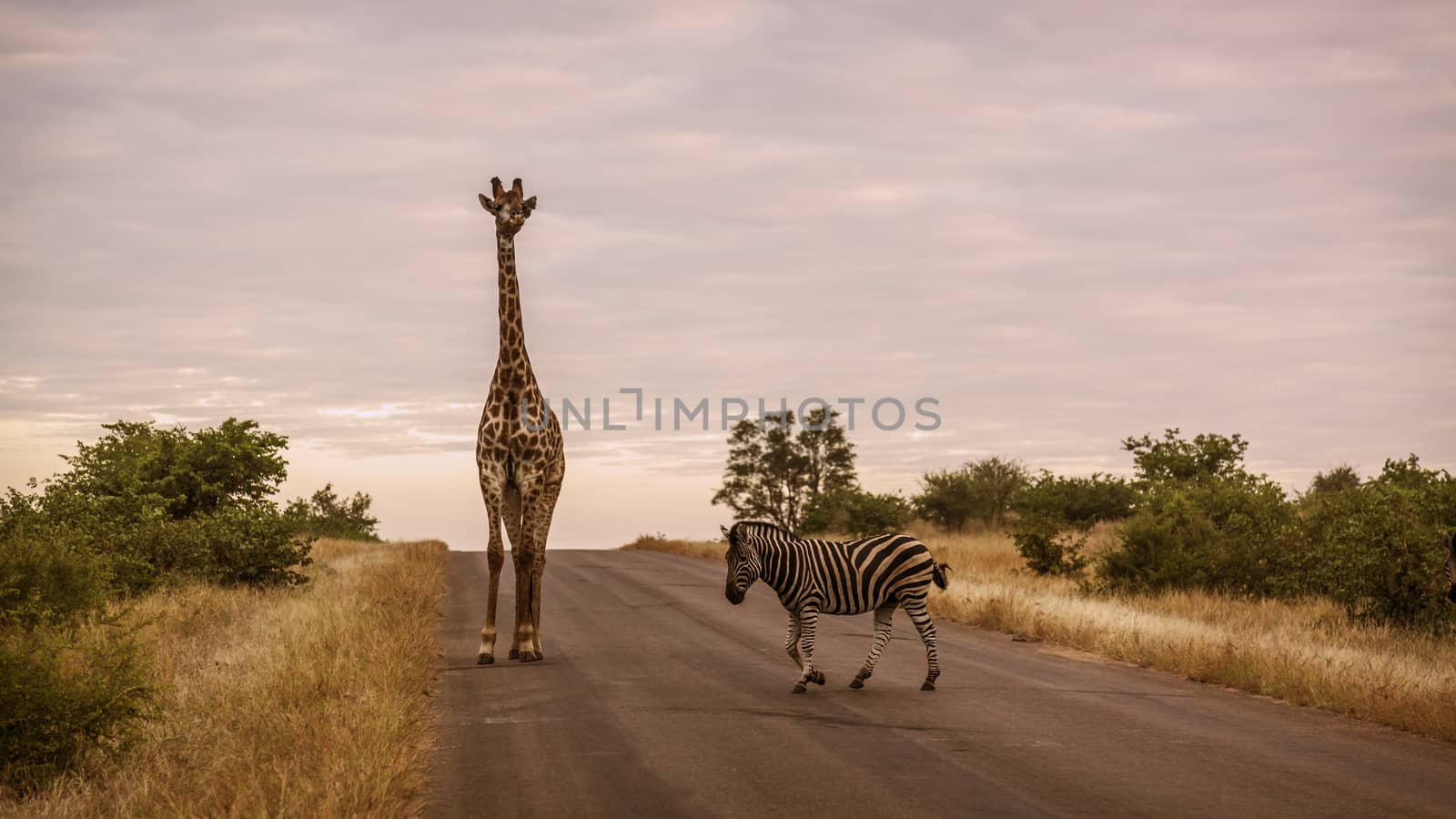 Giraffe and plains zebra crossing safari road in Kruger National park, South Africa ; Specie Giraffa camelopardalis family of Giraffidae