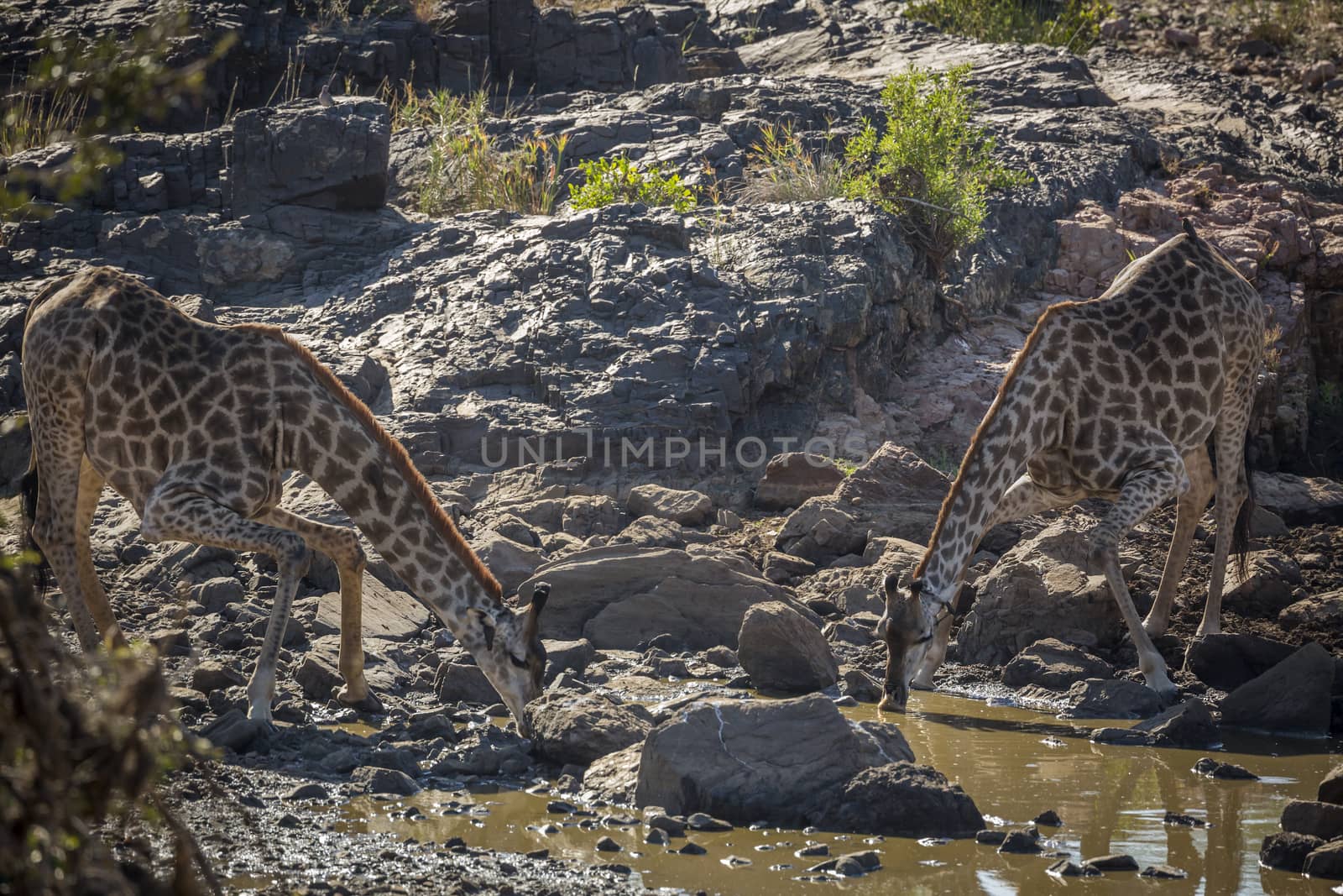 Two Giraffes drinking in waterhole in Kruger National park, South Africa ; Specie Giraffa camelopardalis family of Giraffidae