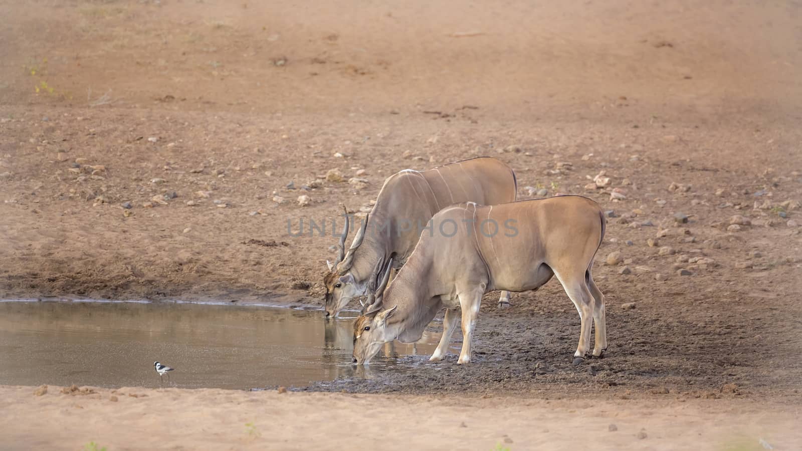 Two Common elands drinking in waterhole in Kruger National park, South Africa ; Specie Taurotragus oryx family of Bovidae