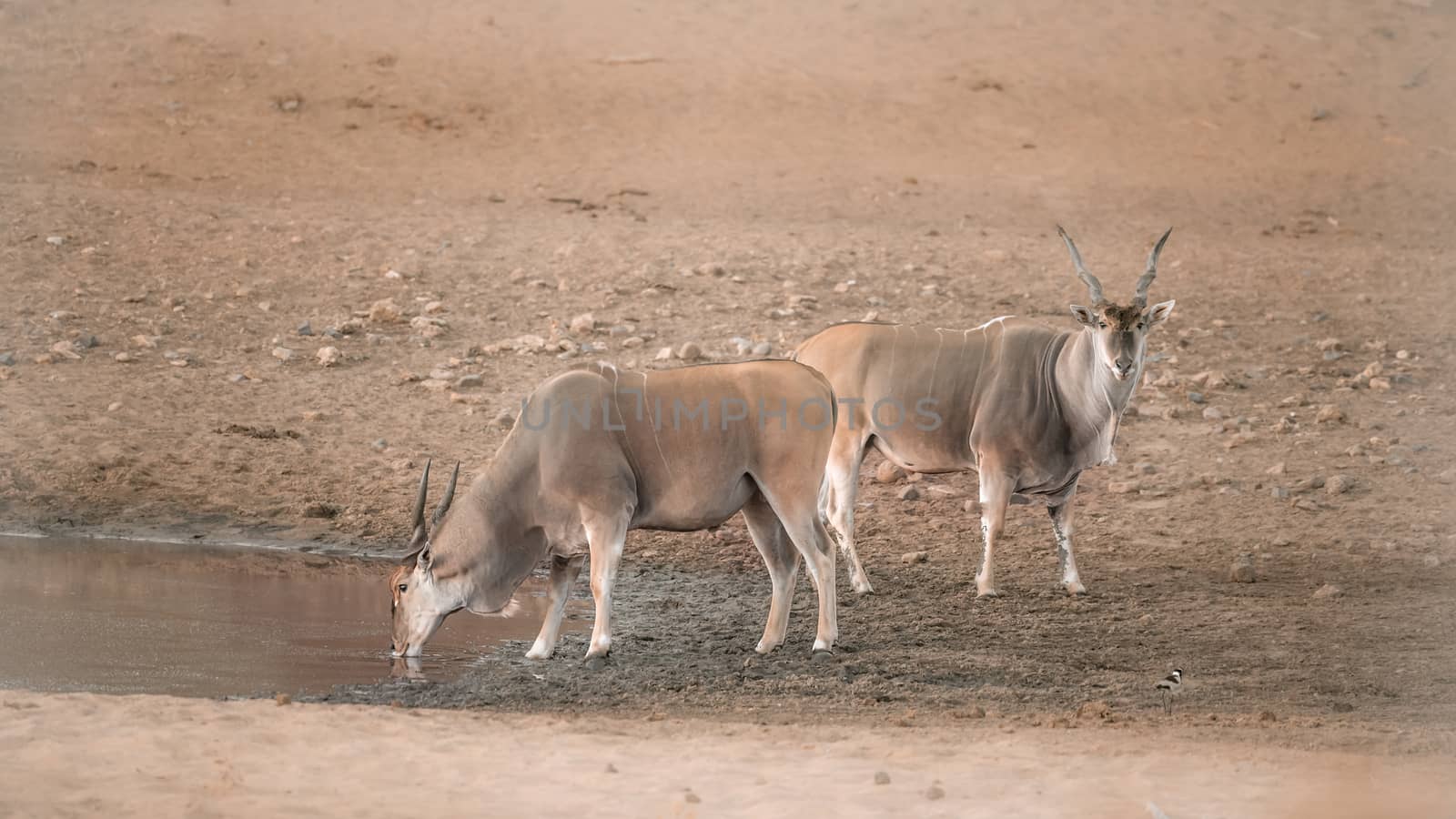 Common eland in Kruger National park, South Africa by PACOCOMO