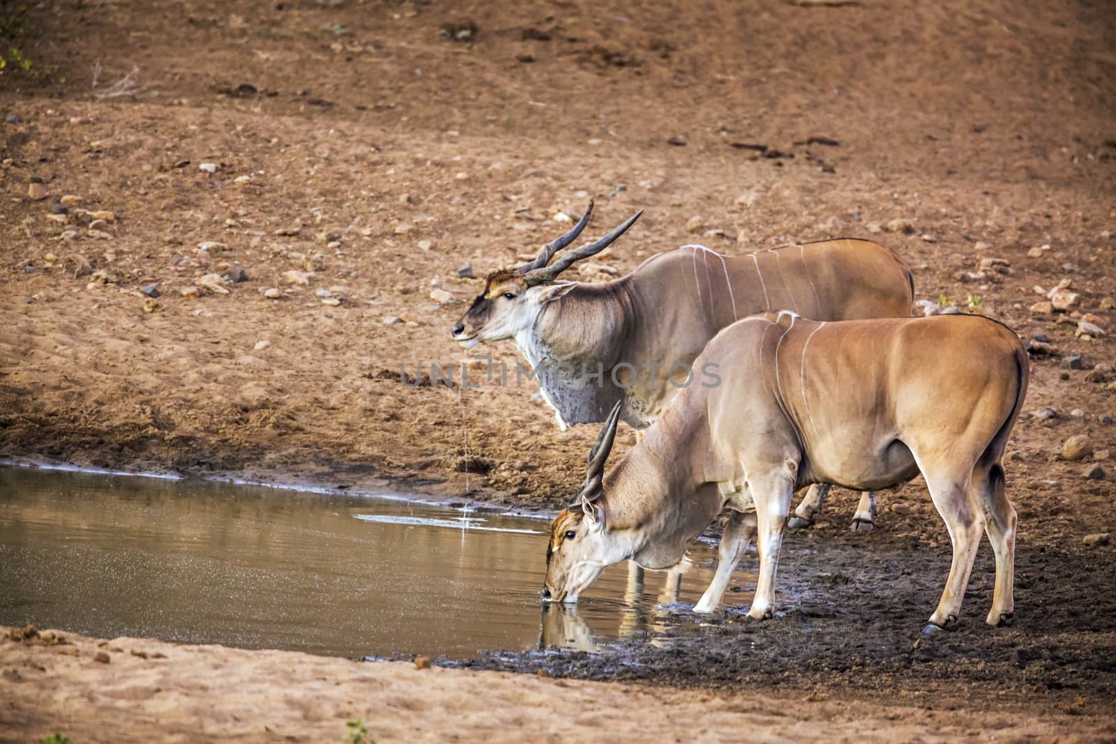 Two Common elands drinking in waterhole in Kruger National park, South Africa ; Specie Taurotragus oryx family of Bovidae