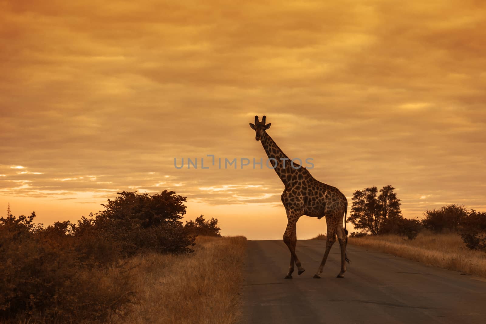 Giraffe crossing safari road at sunrise in Kruger National park, South Africa ; Specie Giraffa camelopardalis family of Giraffidae