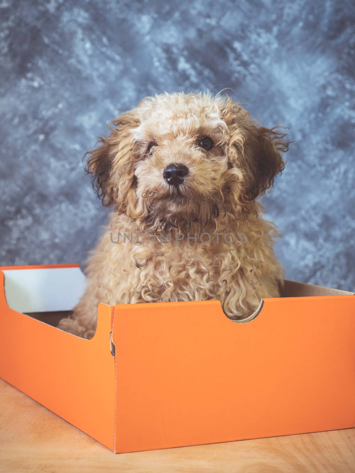 Small  poodle puppy is in a gift box on  grunge background.