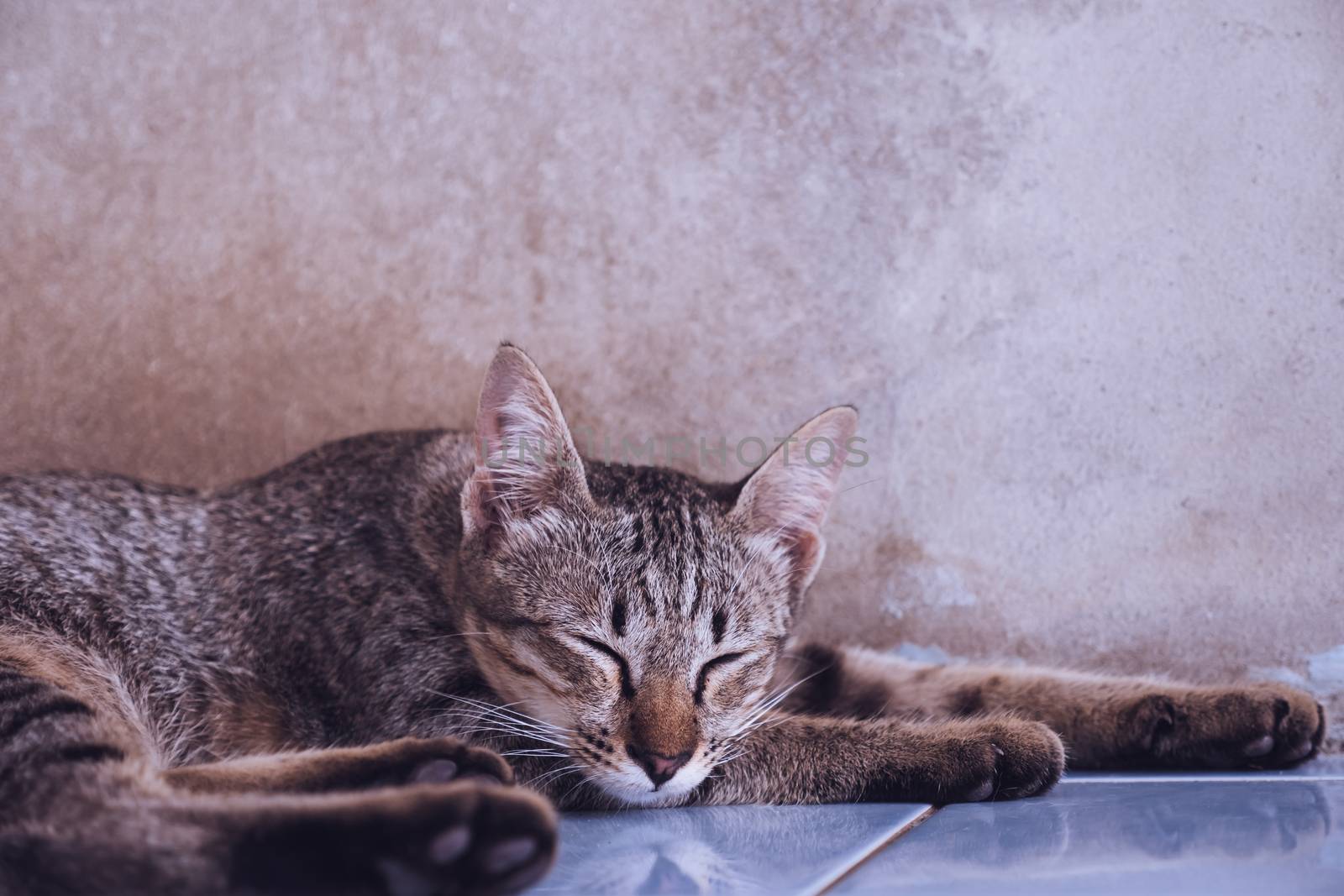 Cat sleeping on the floor at home.