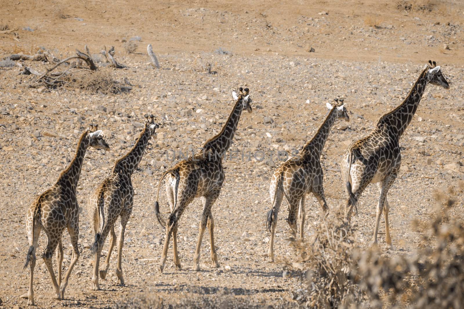 Single file of Giraffes walking in drough riverbed in Kruger National park, South Africa ; Specie Giraffa camelopardalis family of Giraffidae