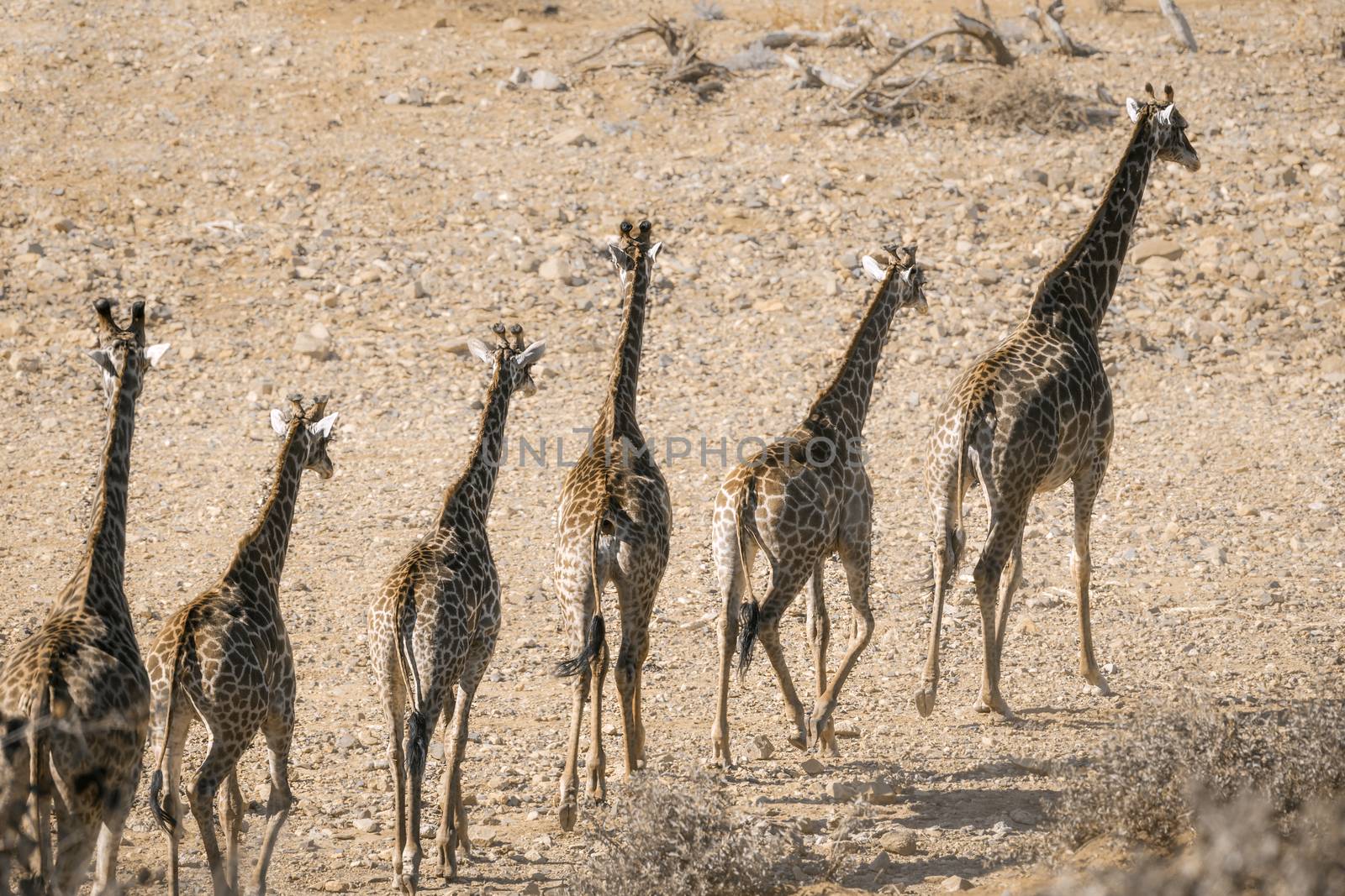 Giraffe in Kruger National park, South Africa by PACOCOMO