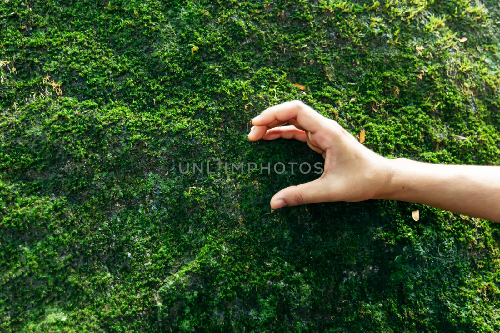 Hands touching moss in nature