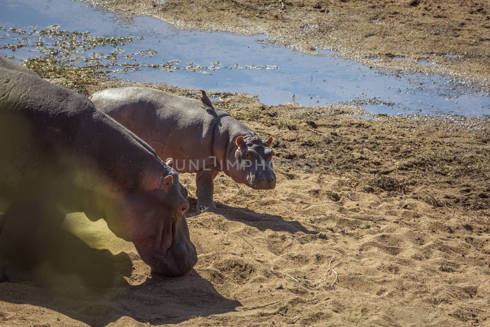 Hippopotamus female and young on riverbank in Kruger National park, South Africa ; Specie Hippopotamus amphibius family of Hippopotamidae