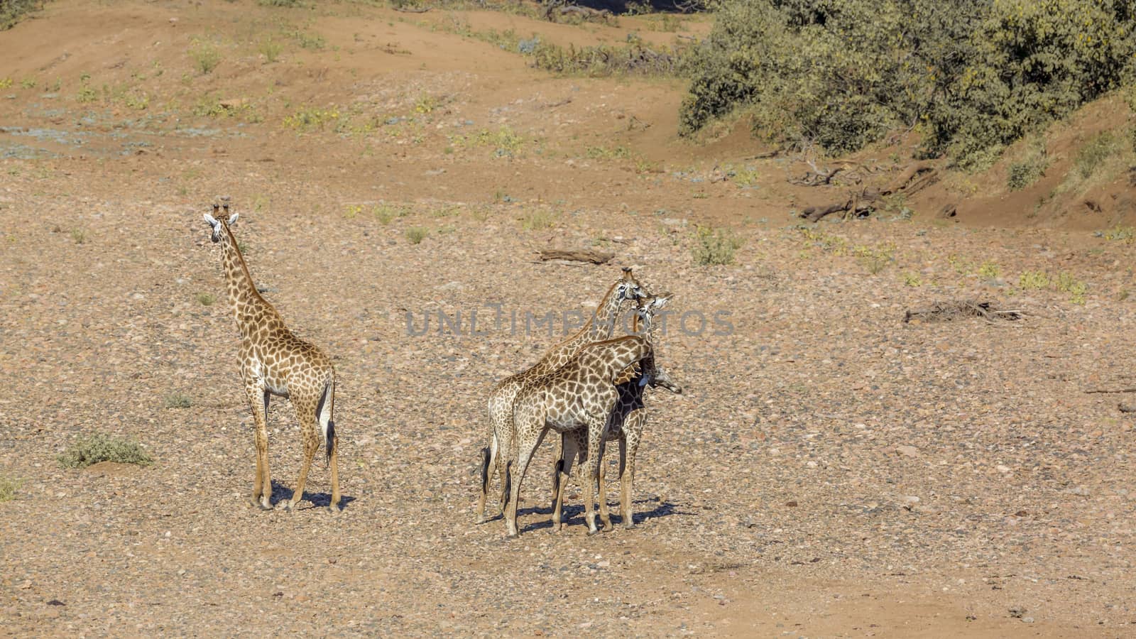 Giraffe in Kruger National park, South Africa by PACOCOMO