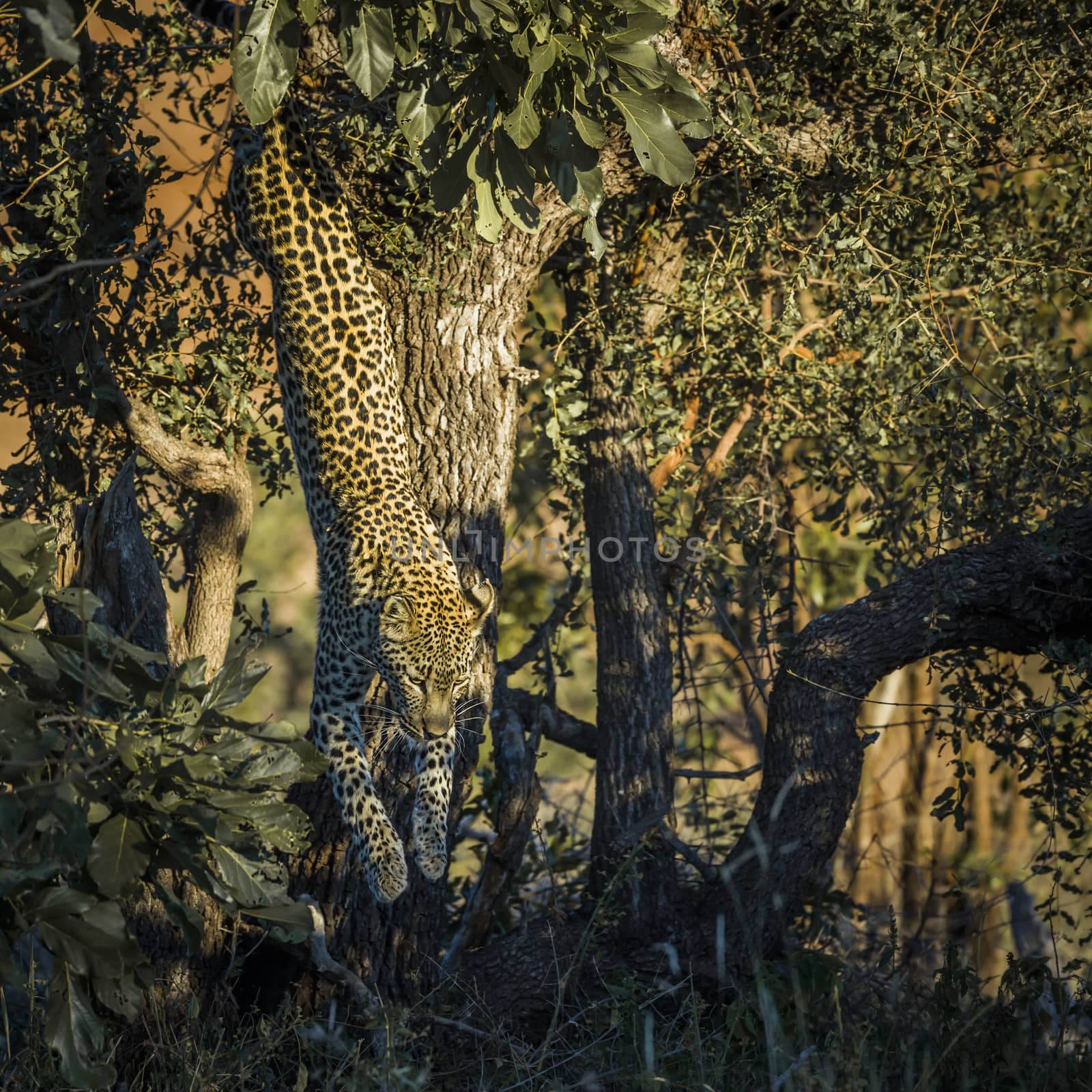 Leopard jumping down a tree in Kruger National park, South Africa ; Specie Panthera pardus family of Felidae