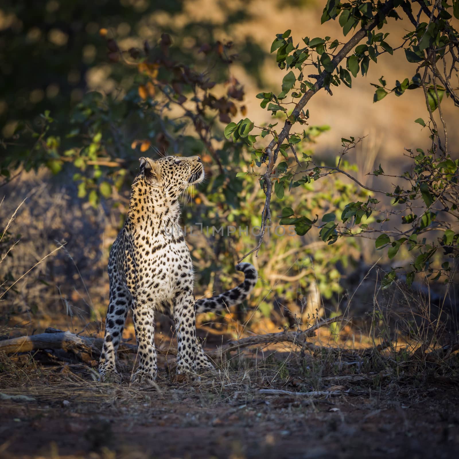 Leopard in Kruger National park, South Africa by PACOCOMO