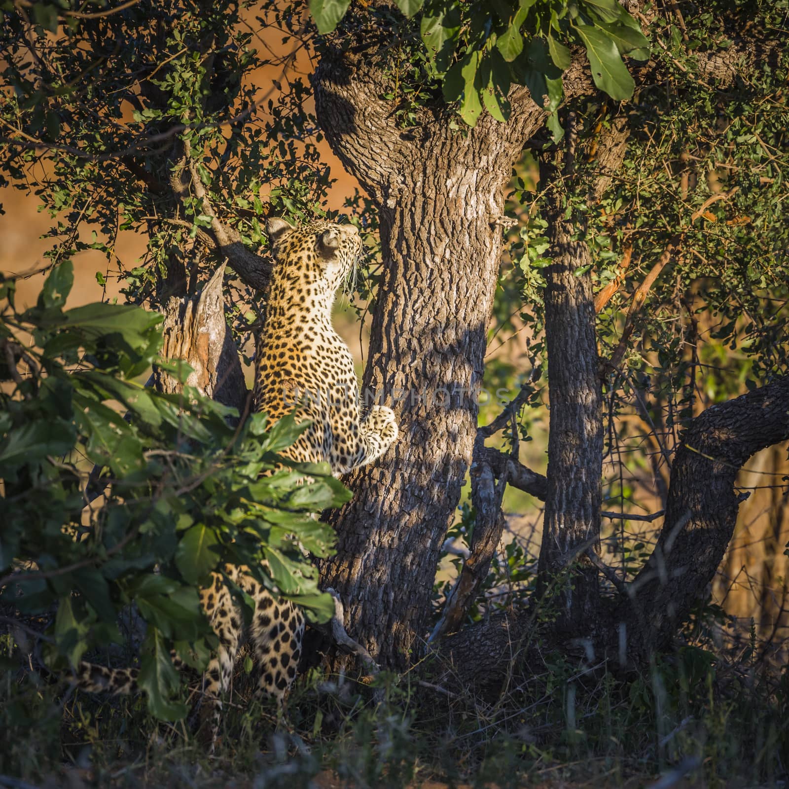 Leopard in Kruger National park, South Africa by PACOCOMO