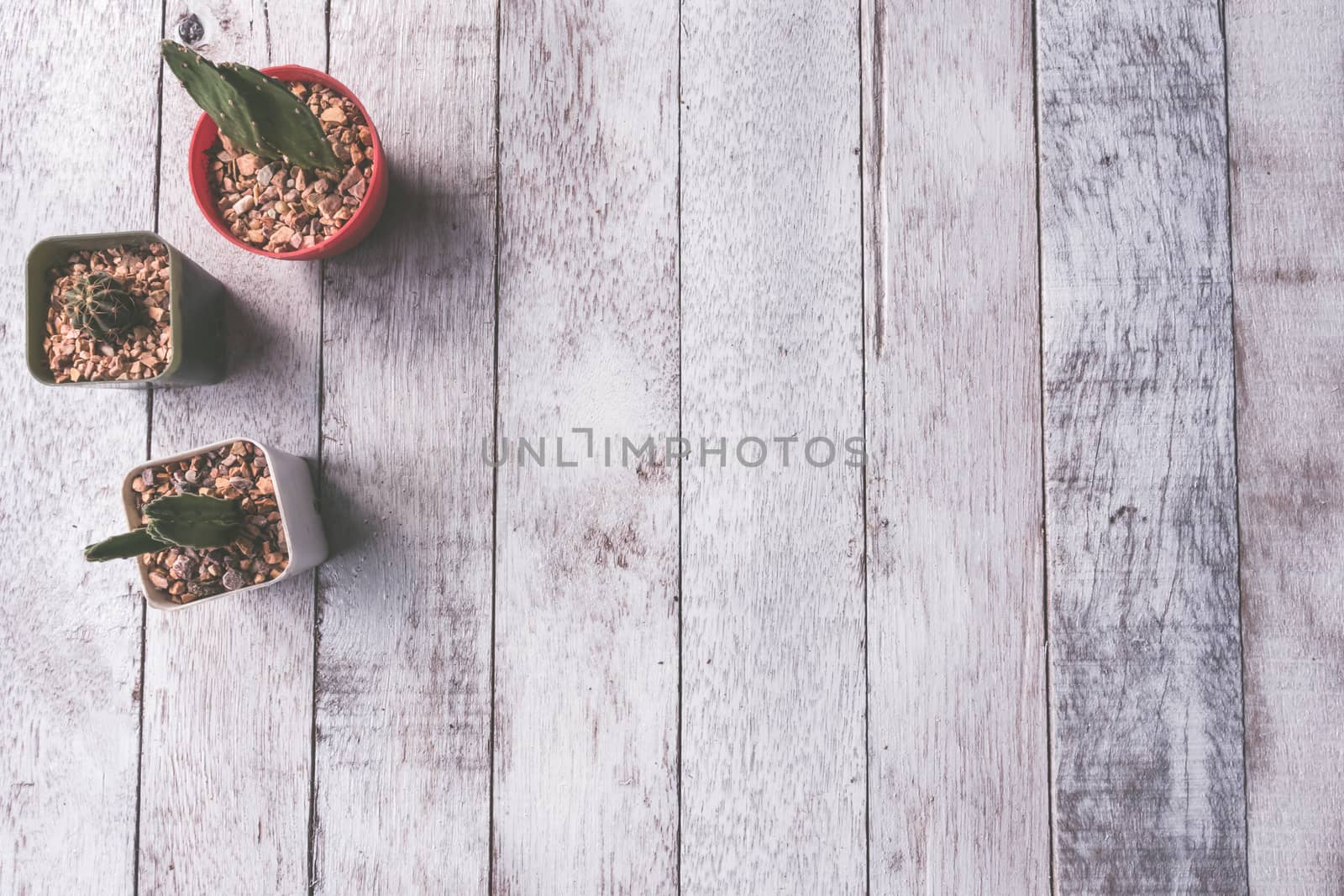 Top view of  Cactus on white wooden table background, Vintage tone, Free space for text