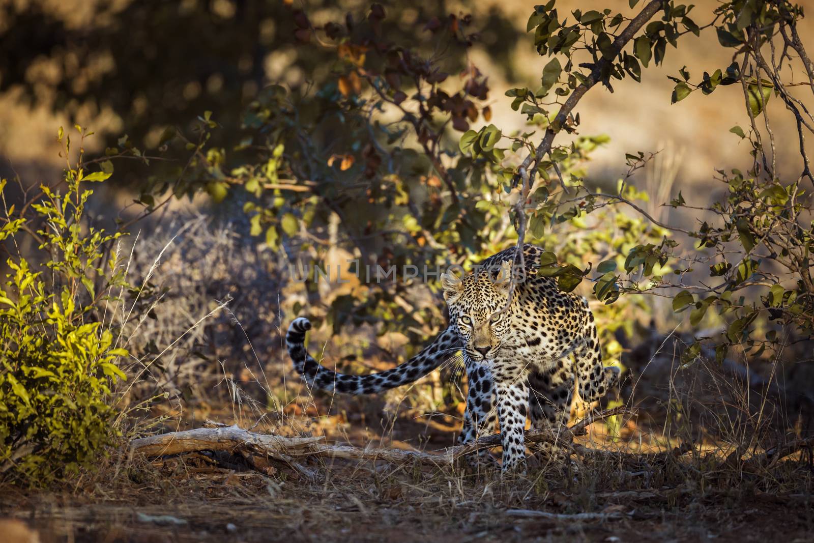 Leopard walking in front view in Kruger National park, South Africa ; Specie Panthera pardus family of Felidae