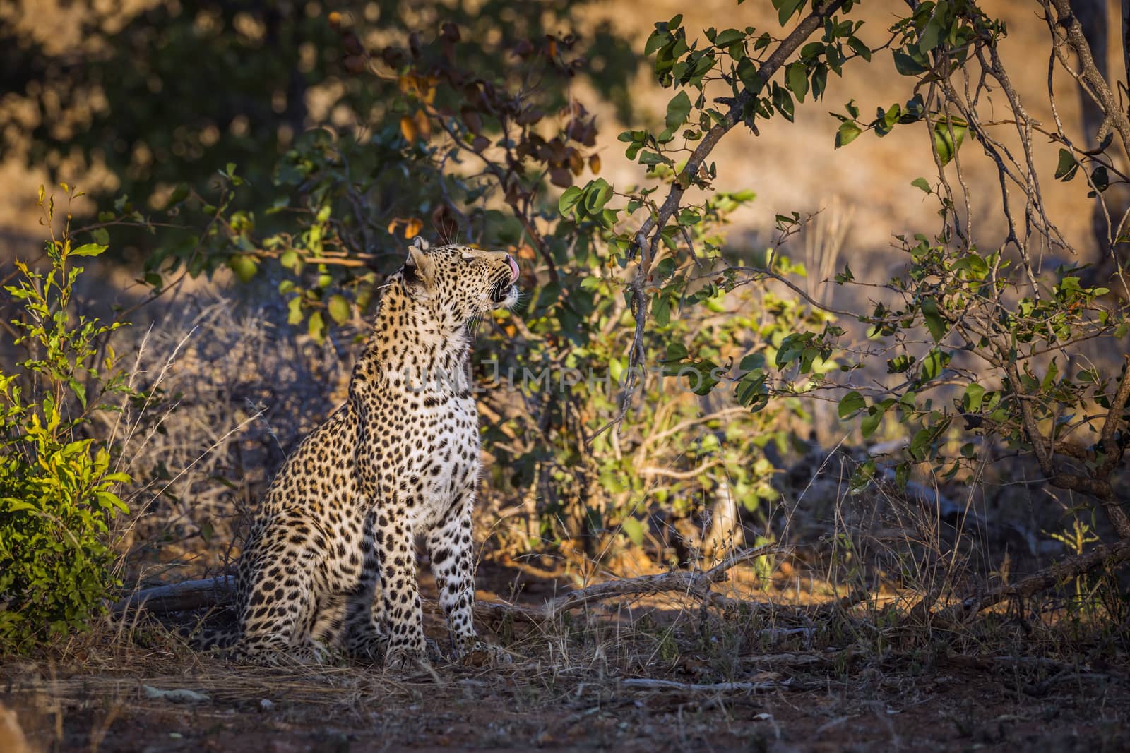 Leopard watching a prey in a tree in Kruger National park, South Africa ; Specie Panthera pardus family of Felidae