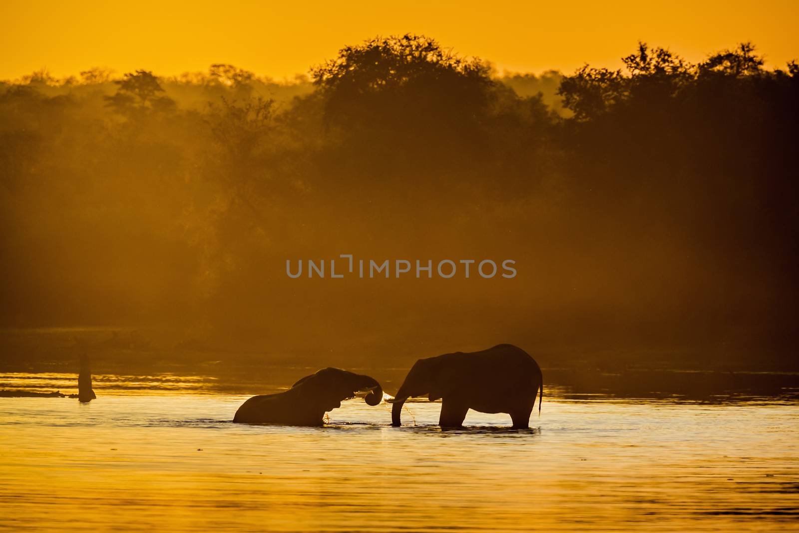 Two African bush elephant taking bath in lake at sunset in Kruger National park, South Africa ; Specie Loxodonta africana family of Elephantidae