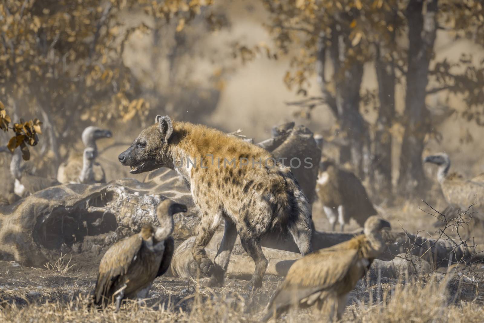 Spotted hyaena chasing white-backed vultures from a carcass in Kruger National park, South Africa ; Specie Crocuta crocuta family of Hyaenidae