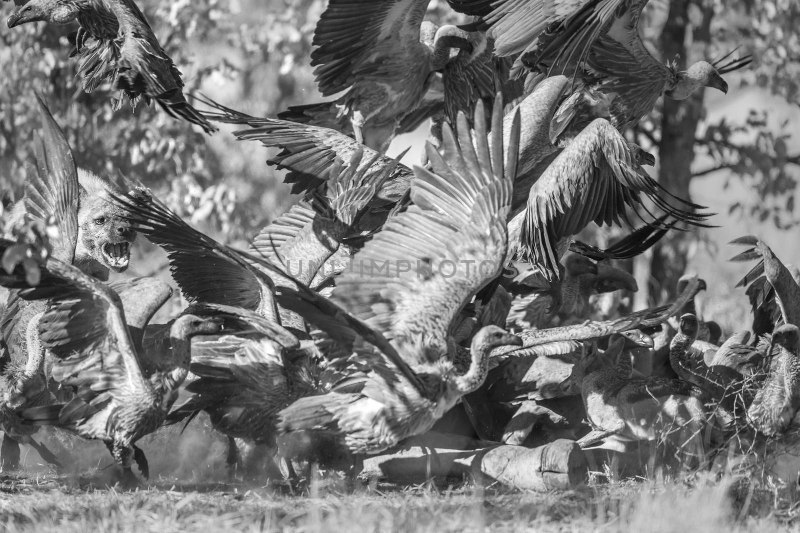 Spotted hyaena chasing white-backed vultures from a carcass in Kruger National park, South Africa ; Specie Crocuta crocuta family of Hyaenidae