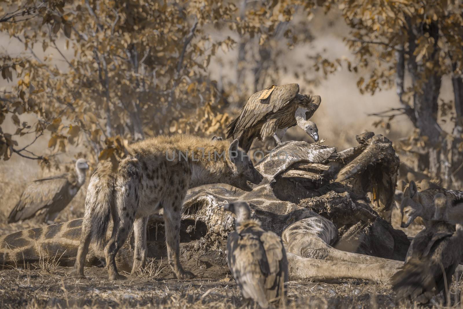 Spotted hyaena chasing white-backed vultures from a carcass in Kruger National park, South Africa ; Specie Crocuta crocuta family of Hyaenidae
