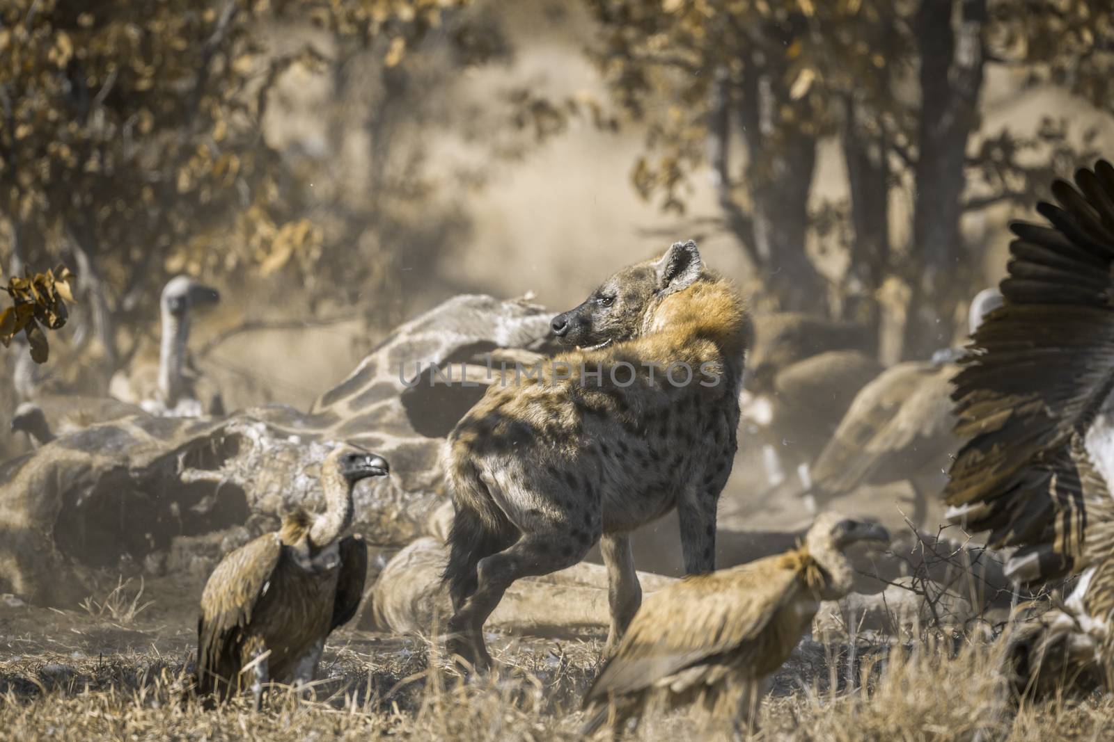Spotted hyaena and White backed Vultures in Kruger National park, South Africa by PACOCOMO