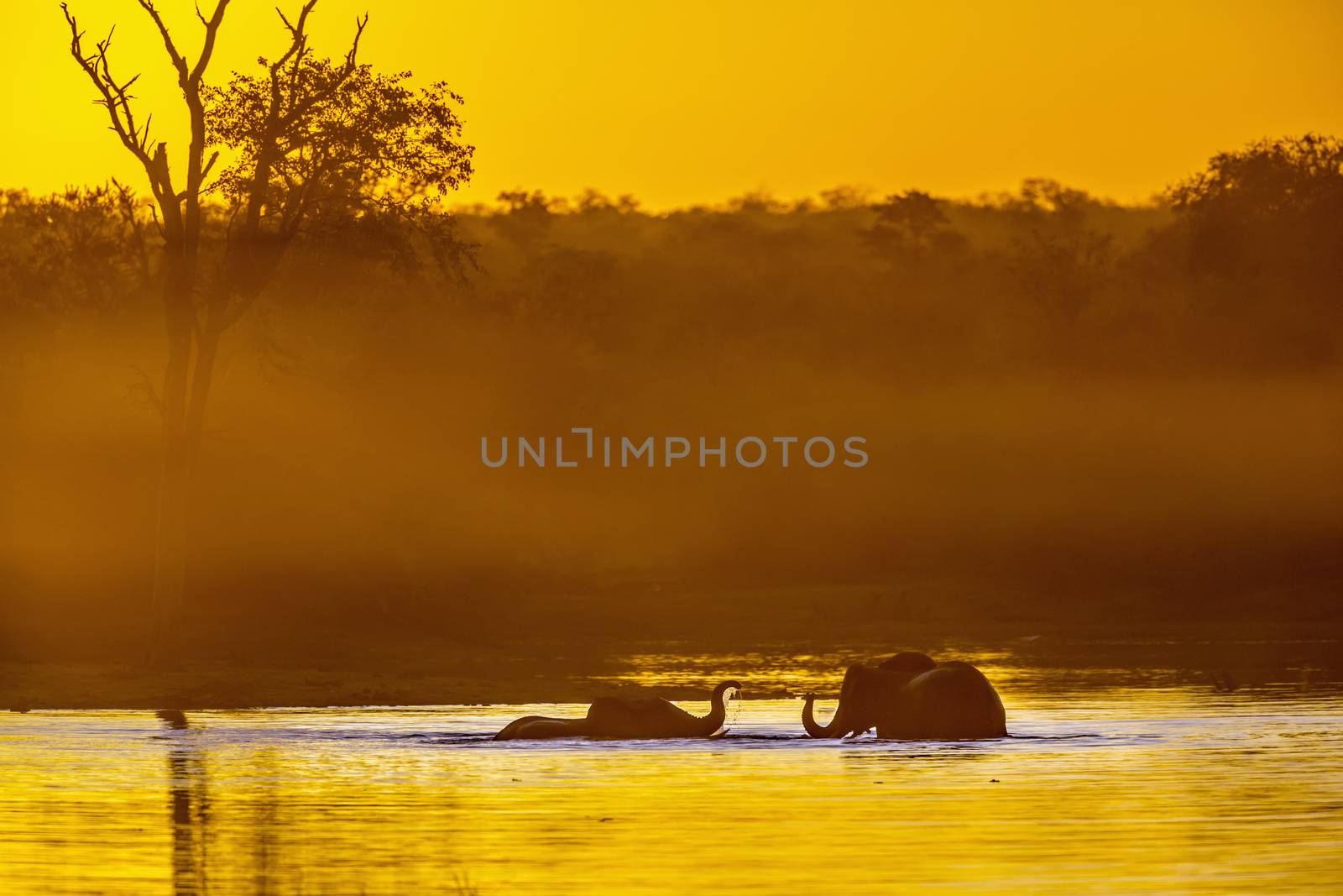 Two African bush elephant taking bath in lake at sunset in Kruger National park, South Africa ; Specie Loxodonta africana family of Elephantidae