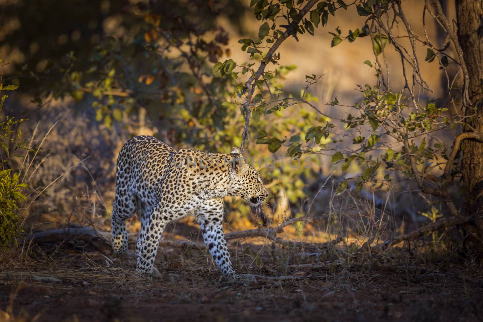 Leopard walking in front view in Kruger National park, South Africa ; Specie Panthera pardus family of Felidae