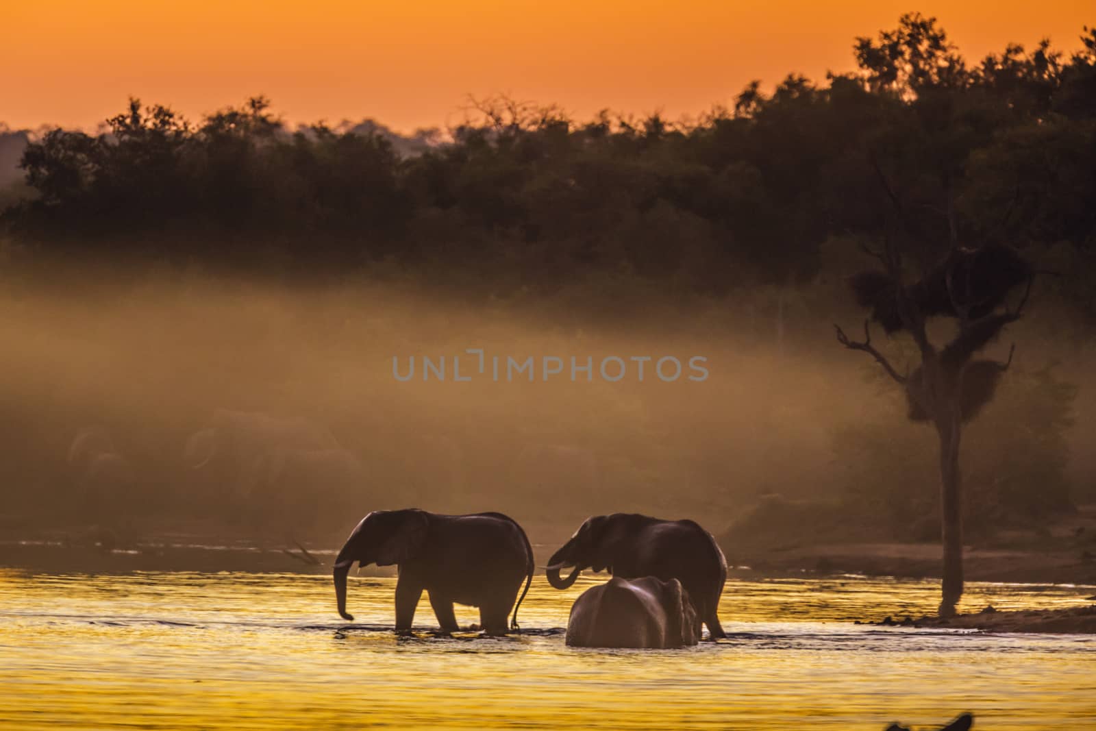 Three African bush elephant taking bath in lake at sunset in Kruger National park, South Africa ; Specie Loxodonta africana family of Elephantidae