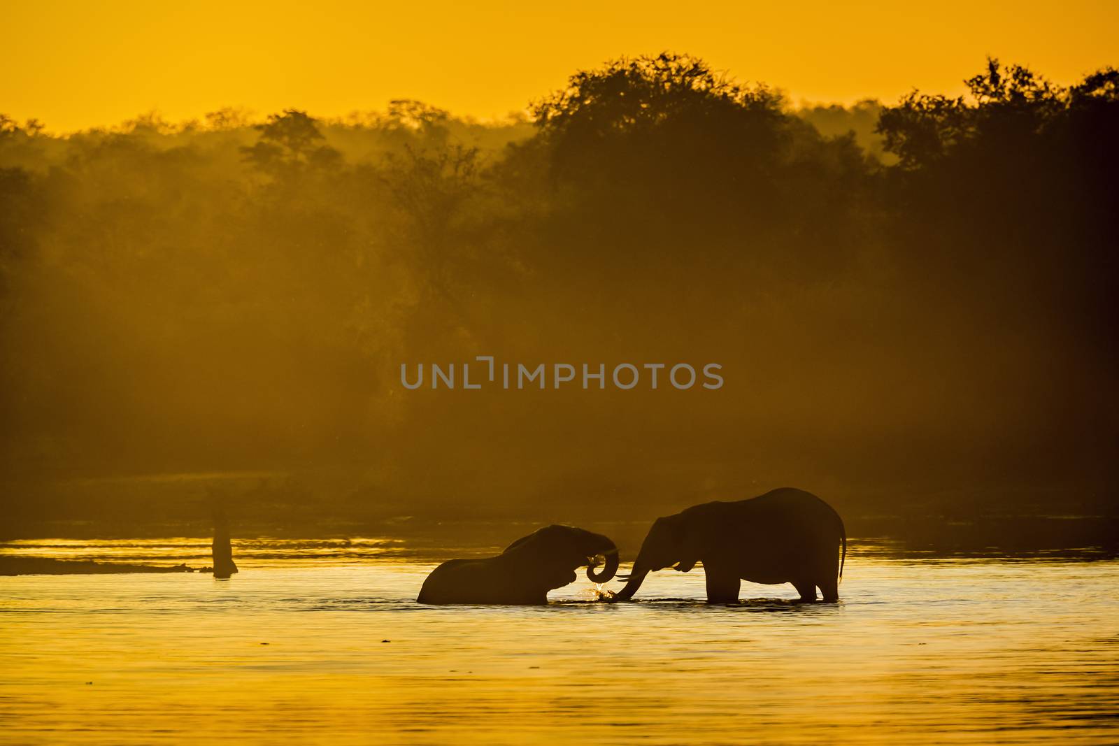 Two African bush elephant taking bath in lake at sunset in Kruger National park, South Africa ; Specie Loxodonta africana family of Elephantidae