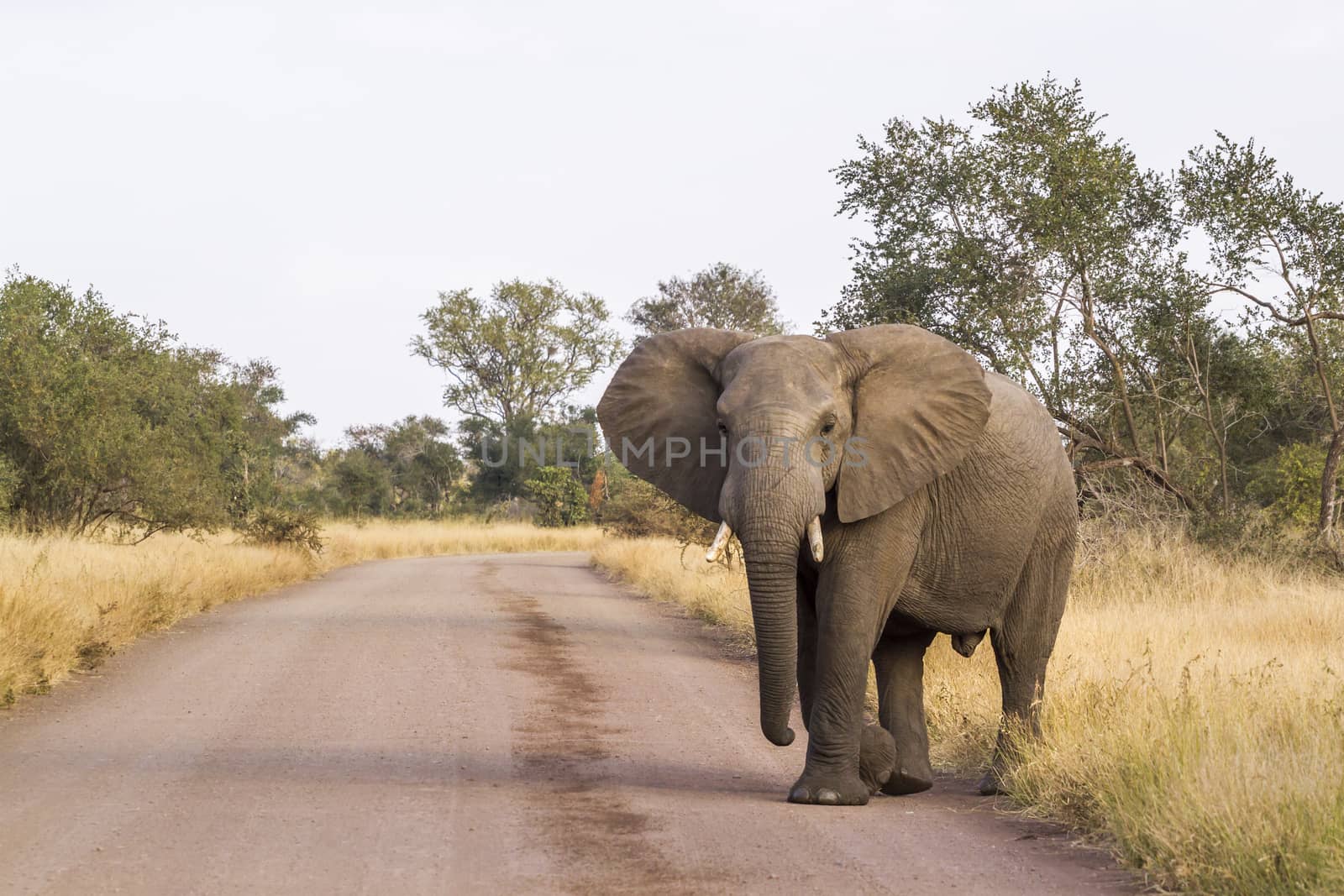 African bush elephant blocking safari gravel road in Kruger National park, South Africa ; Specie Loxodonta africana family of Elephantidae