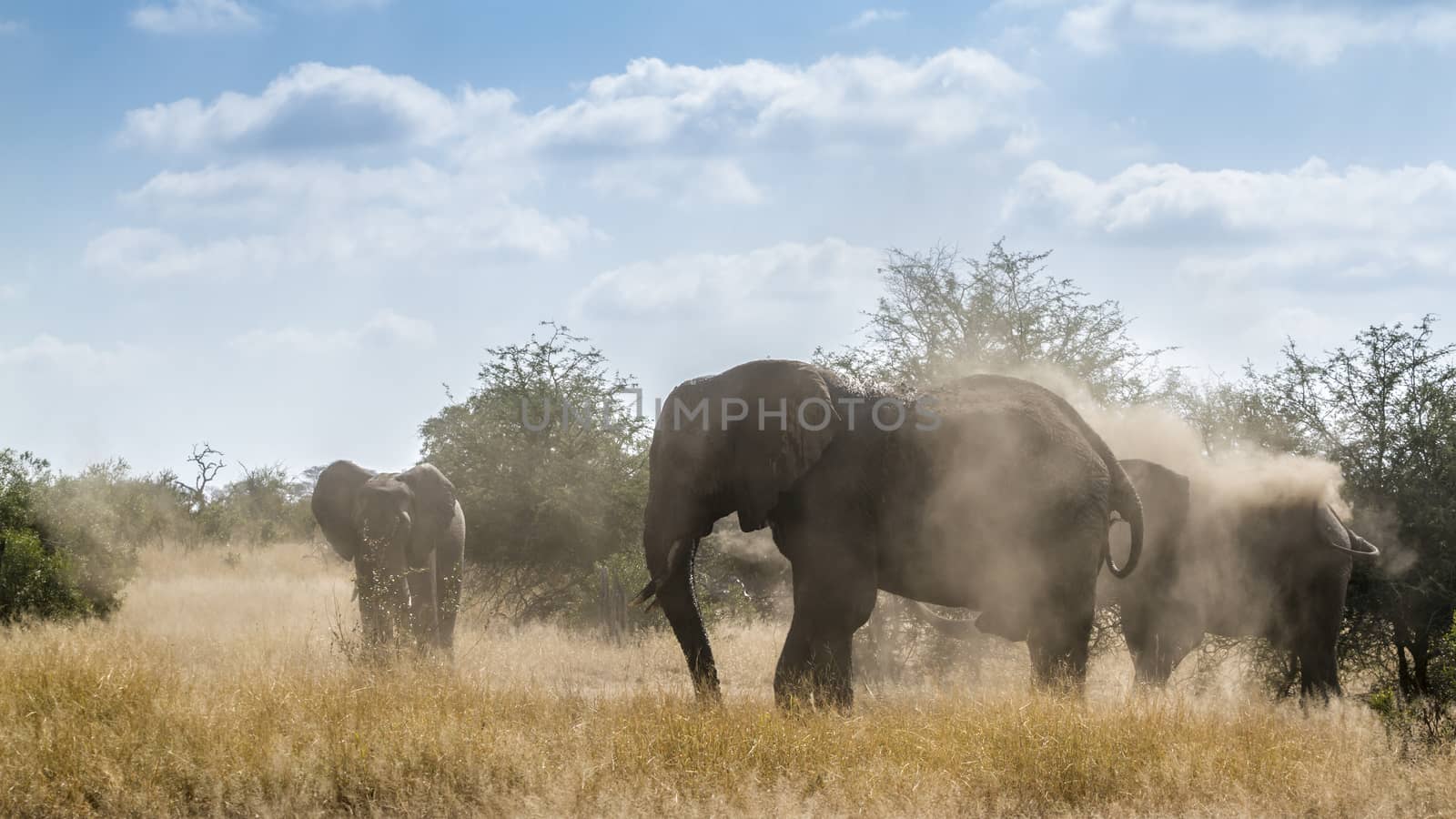 Group of African bush elephant spreading dust in backlit in Kruger National park, South Africa ; Specie Loxodonta africana family of Elephantidae