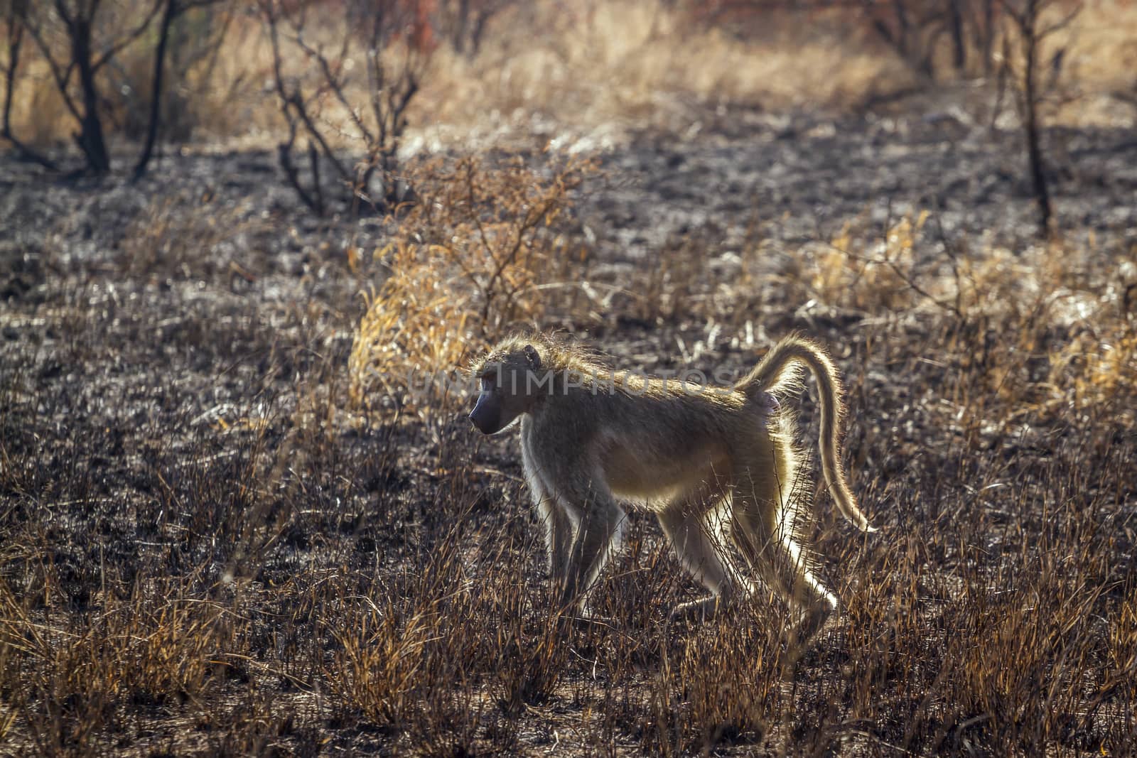 Chacma baboon in burn savannah scenery in Kruger National park, South Africa ; Specie Papio ursinus family of Cercopithecidae