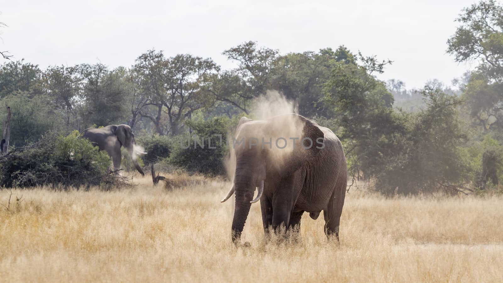 African bush elephant spreading dust in backlit in Kruger National park, South Africa ; Specie Loxodonta africana family of Elephantidae