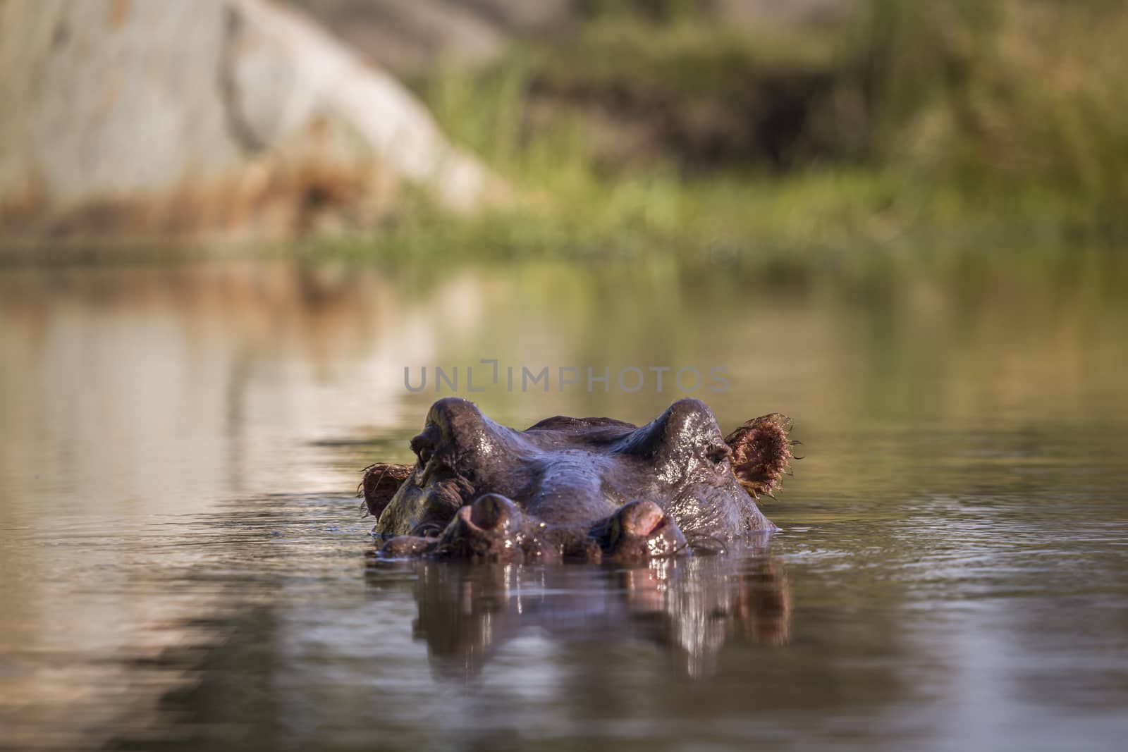 Hippopotamus in Kruger National park, South Africa by PACOCOMO