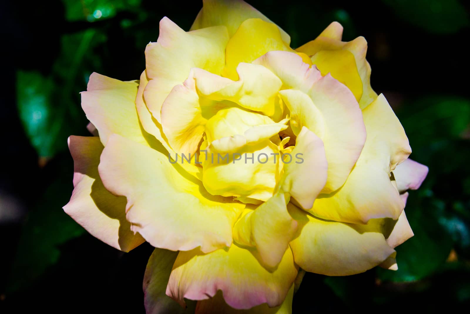 Beautiful yellow rose flowers in the garden UK