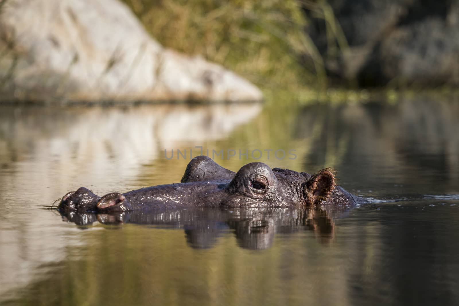 Hippopotamus head in surface level water view in Kruger National park, South Africa ; Specie Hippopotamus amphibius family of Hippopotamidae