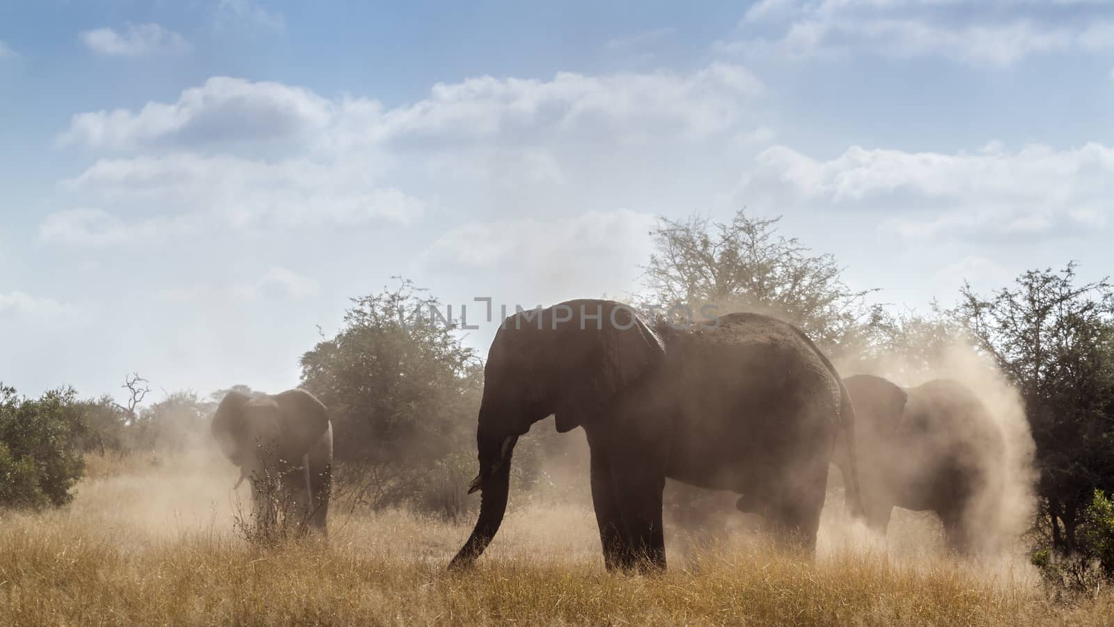 Group of African bush elephant spreading dust in backlit in Kruger National park, South Africa ; Specie Loxodonta africana family of Elephantidae