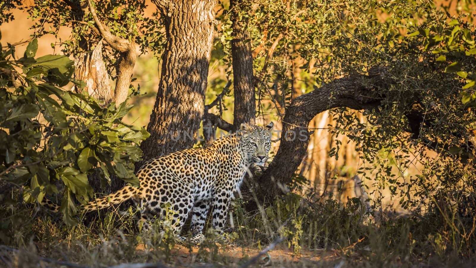 Leopard in bush looking at camera in Kruger National park, South Africa ; Specie Panthera pardus family of Felidae