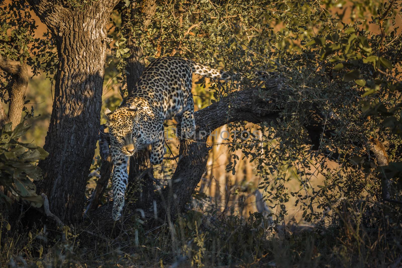 Leopard in Kruger National park, South Africa by PACOCOMO