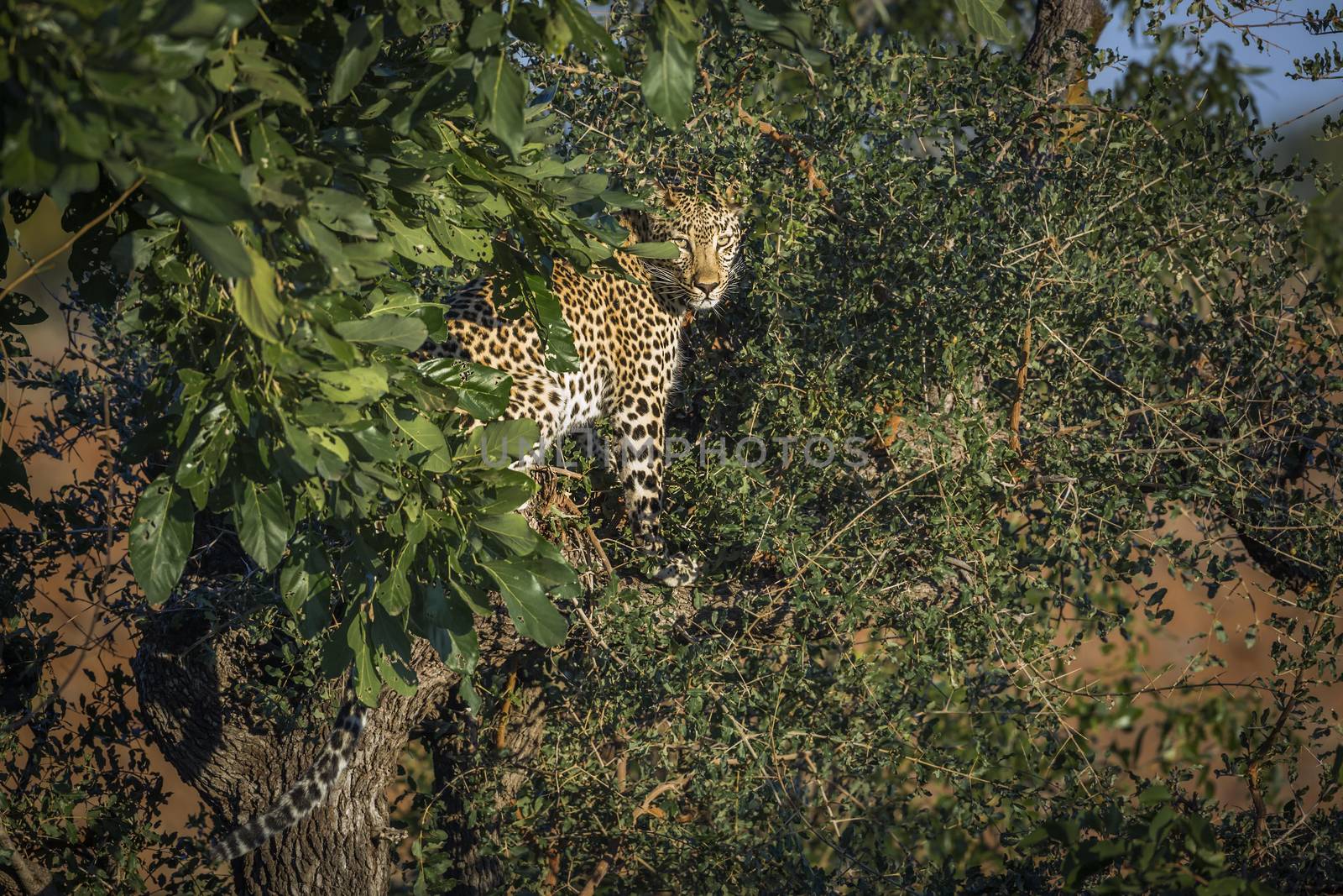 Leopard hidding in shrub in Kruger National park, South Africa ; Specie Panthera pardus family of Felidae