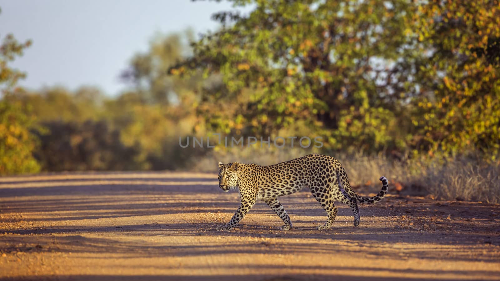 Leopard in Kruger National park, South Africa by PACOCOMO