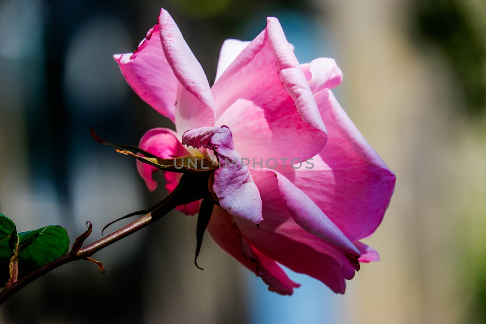 Pale Pink Roses in a Garden in Lancaster by paddythegolfer