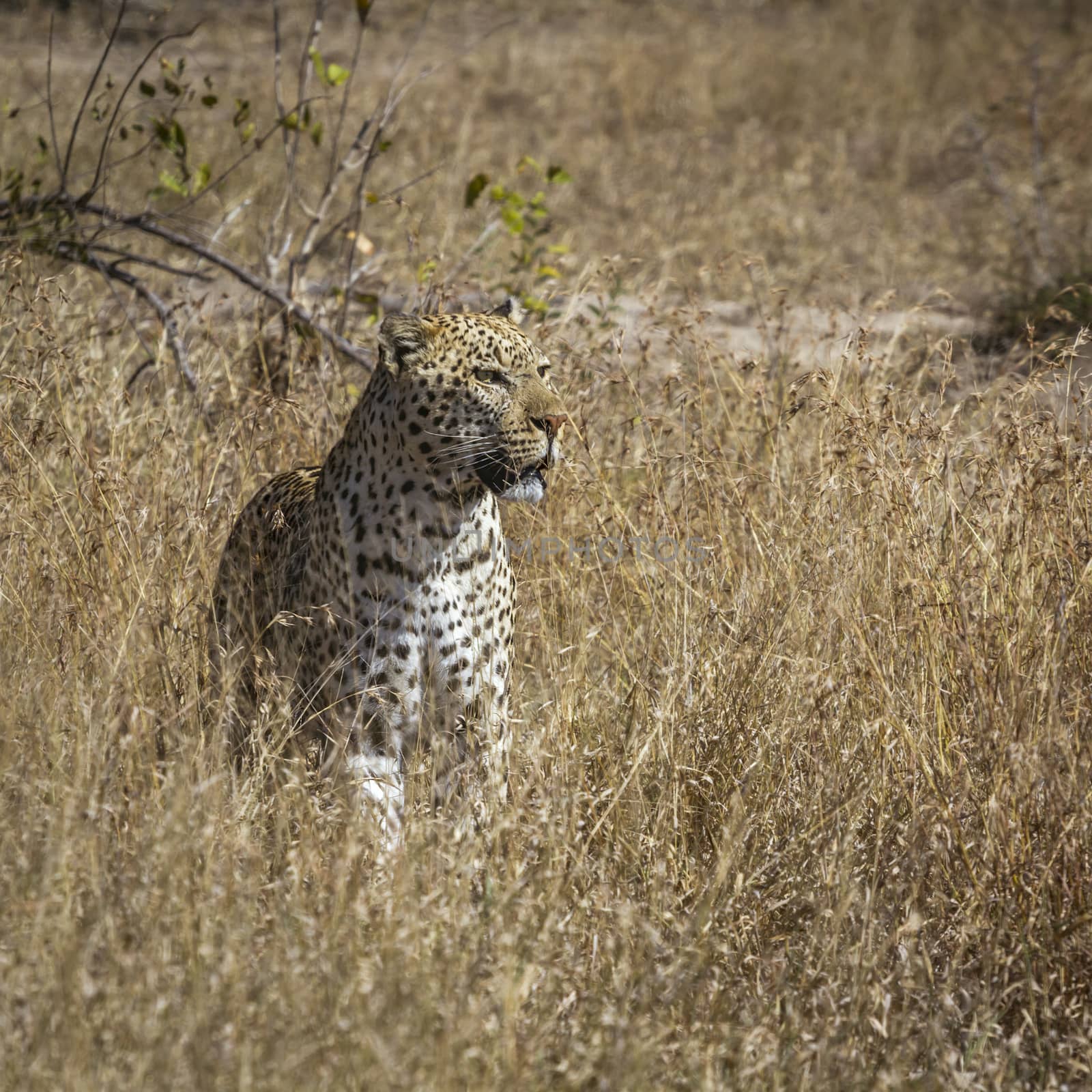 Leopard in Kruger National park, South Africa by PACOCOMO