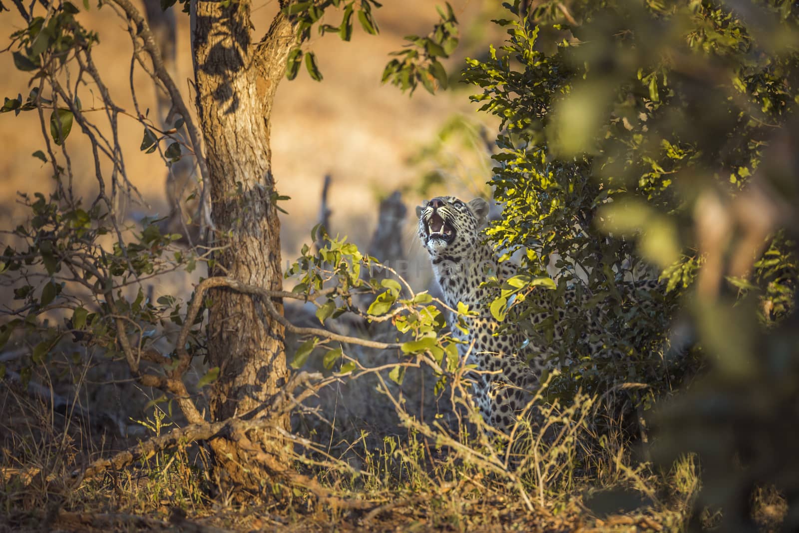 Leopard looking up and mouth open in Kruger National park, South Africa ; Specie Panthera pardus family of Felidae